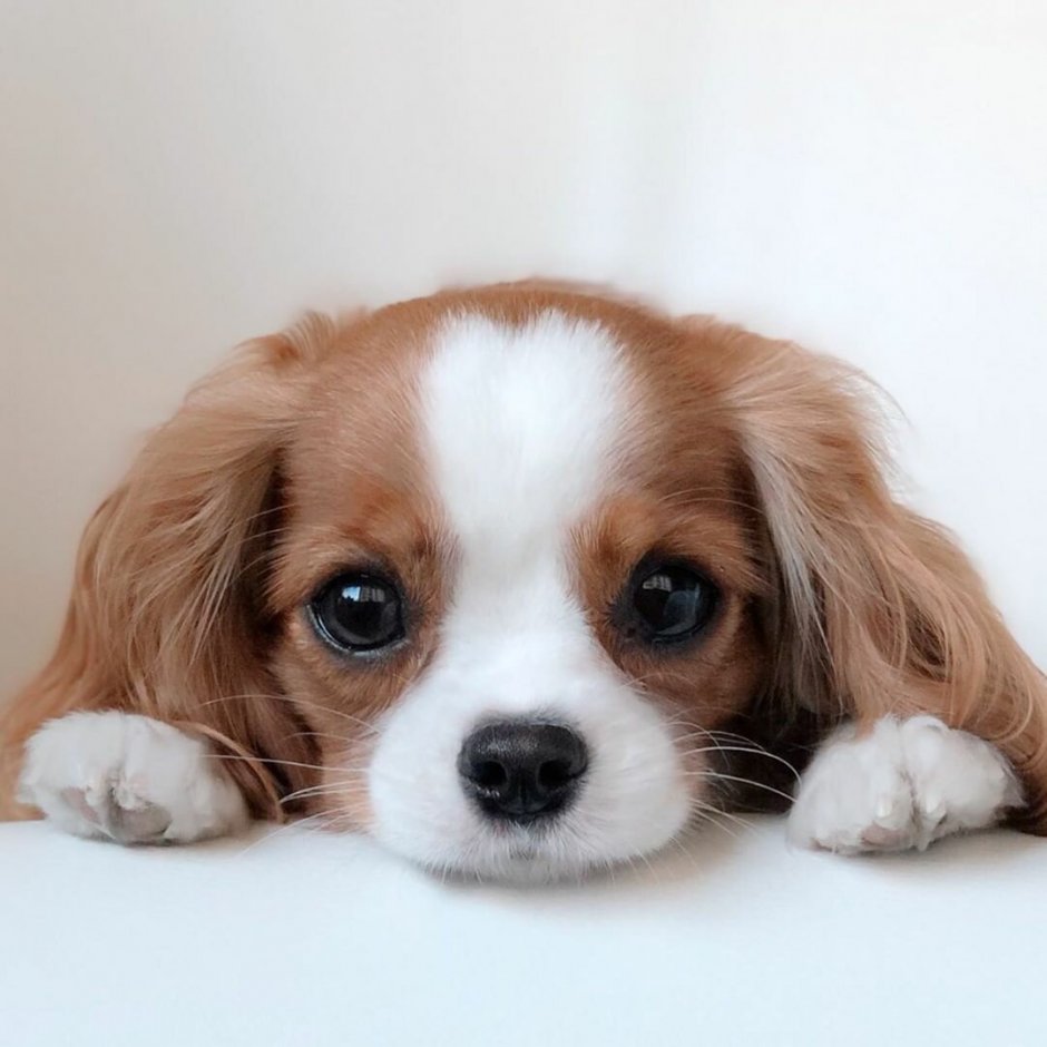 Спаниель Кинг Чарльз Несса