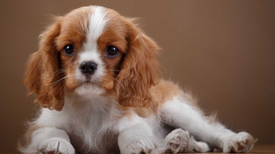 Кавалер Кинг Чарльз спаниель маленький