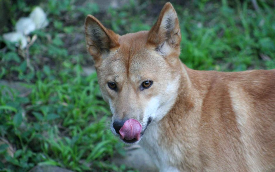Австралийский Динго