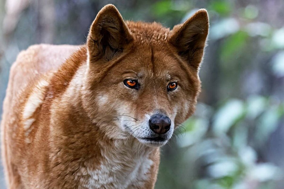 Австралийский Динго