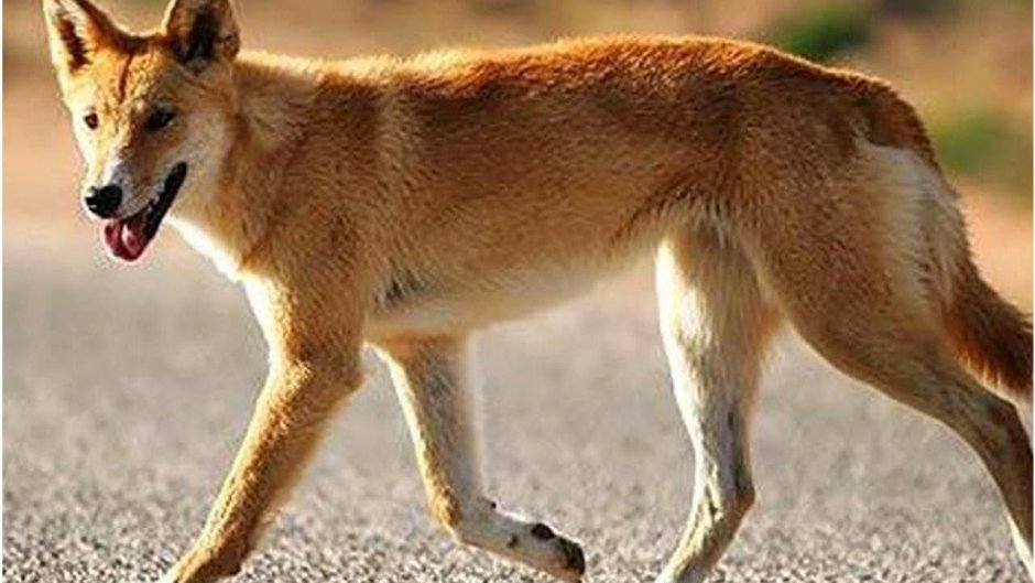 Динго порода собак