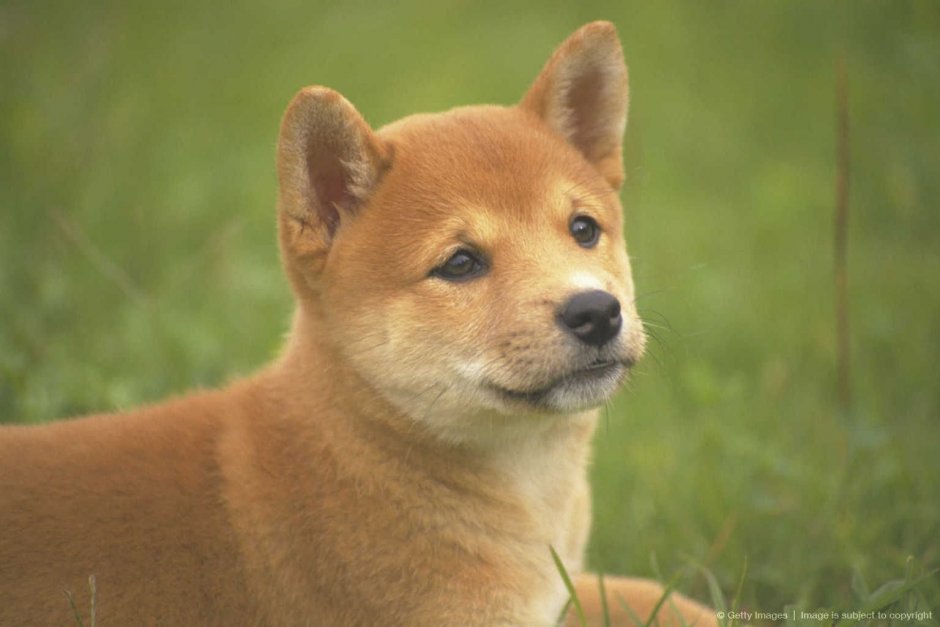 Вельш корги милые