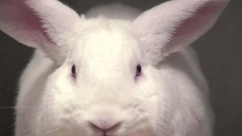 Заяц с красными глазами