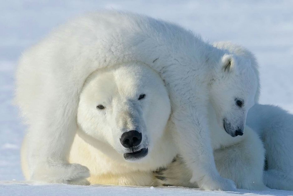 Белая Медведица с медвежонком