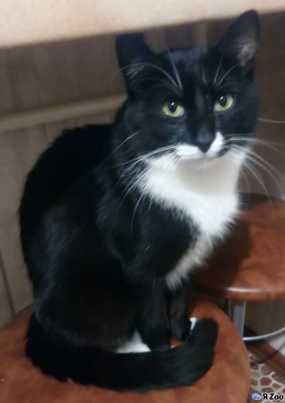 Чёрный кот с белой груткой