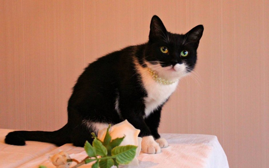 Бомбейская кошка с белой грудкой