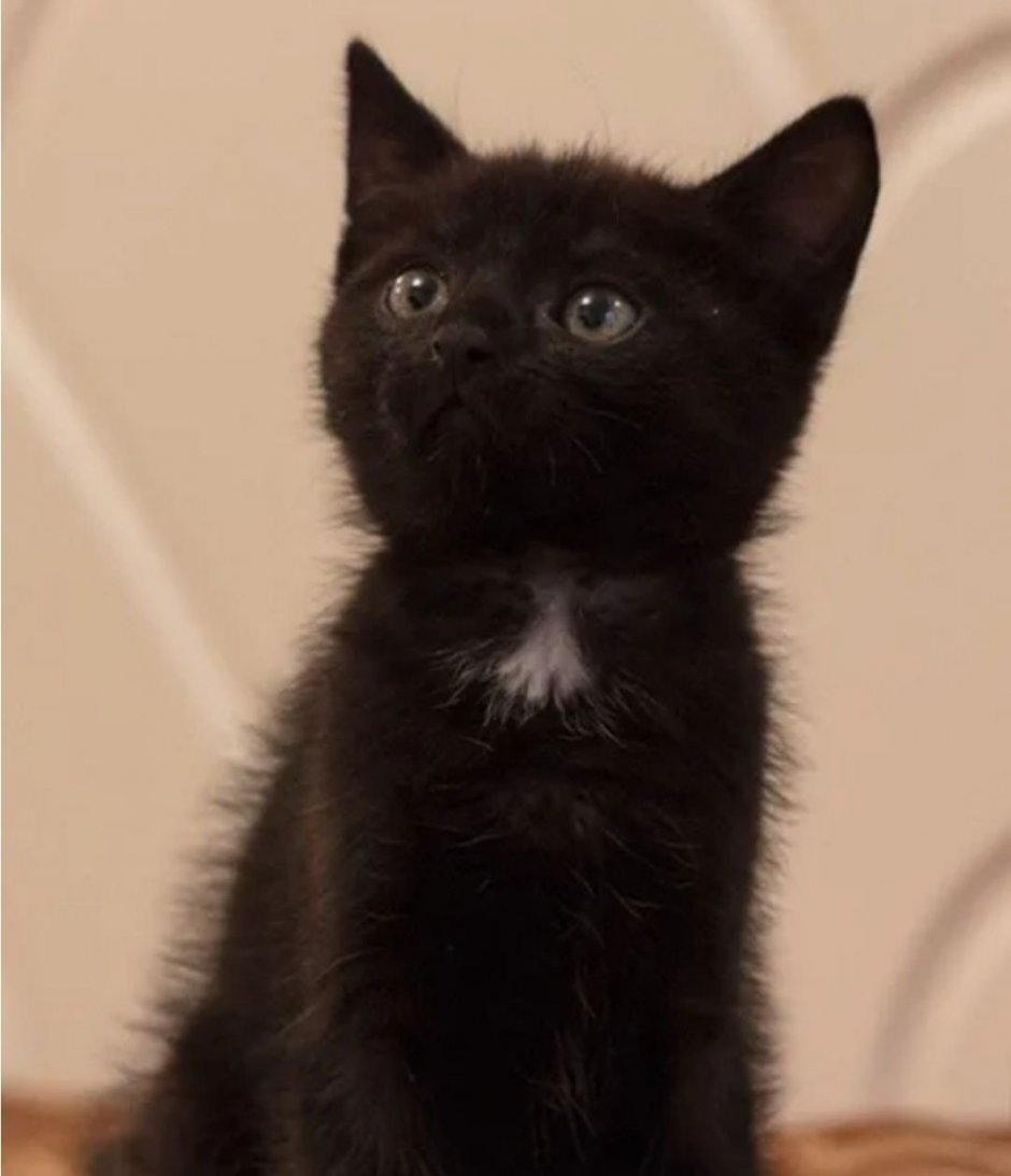 Черный котенок с белым пузом