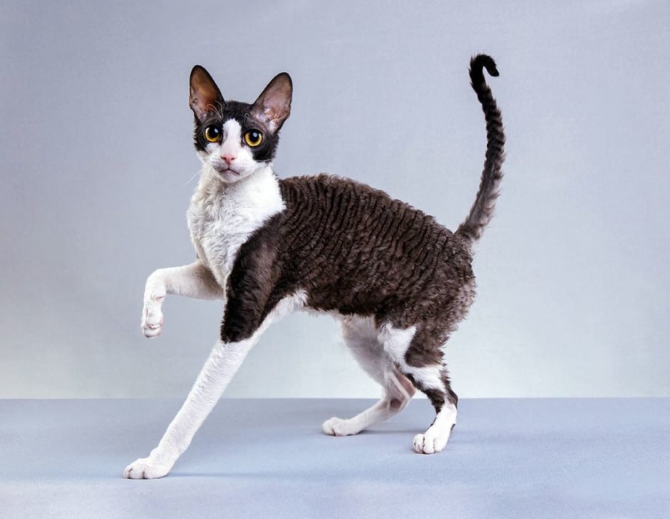 Порода Корниш рекс