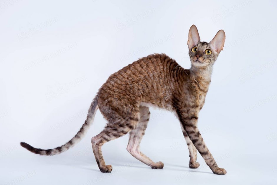 Корниш рекс Ориентальная