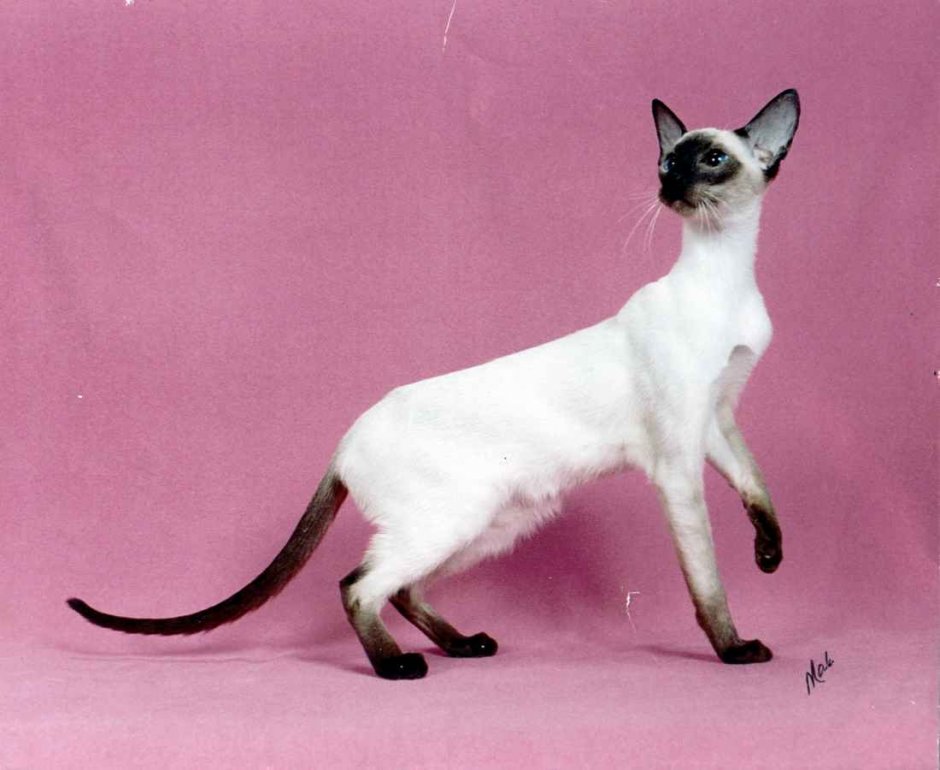 Сиамская кошка стандарт породы
