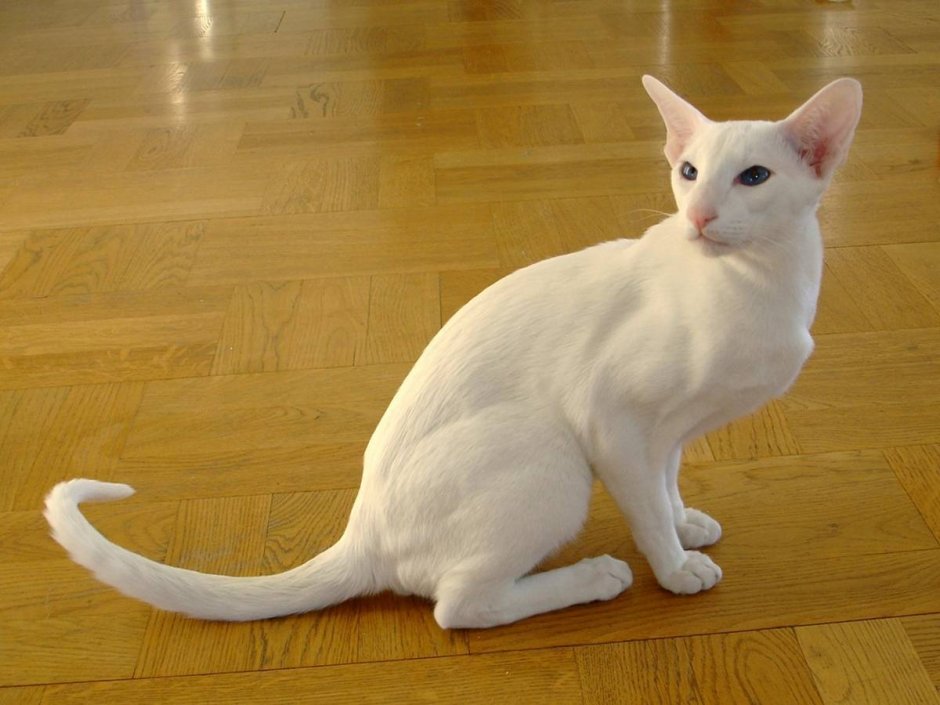 Порода Форин Вайт