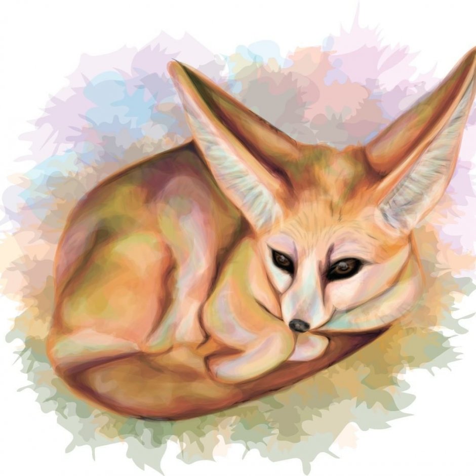 Песчаная лисица фенек