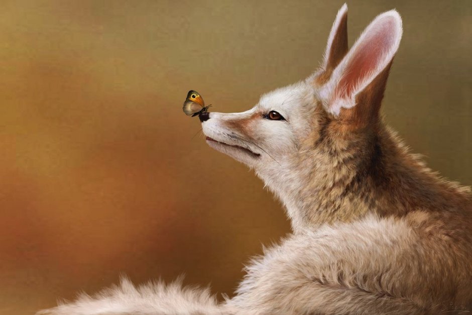 Ночной фенёк