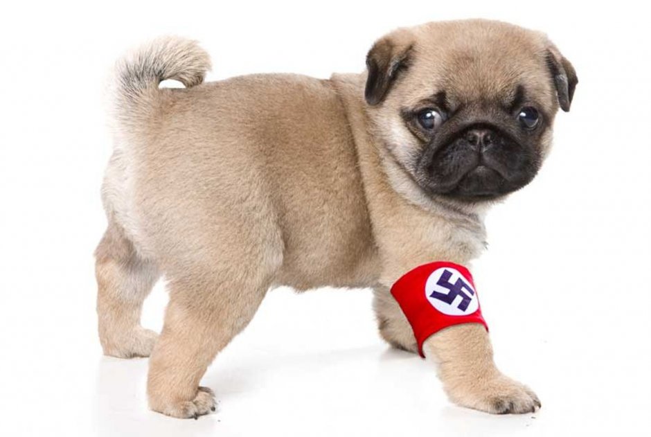 Лапки МОПСА