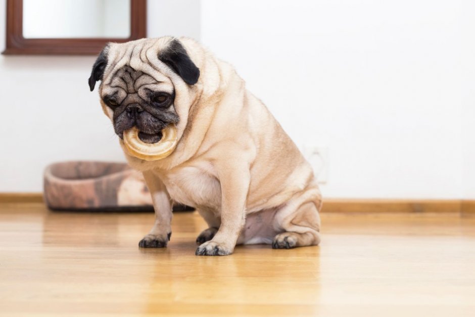 Тибетский Мопс