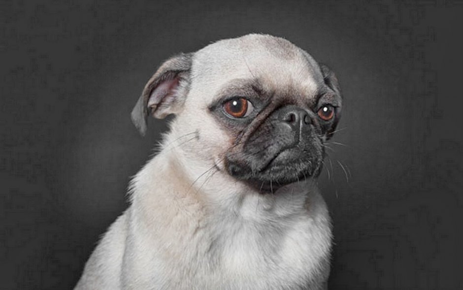 Недовольный Мопс