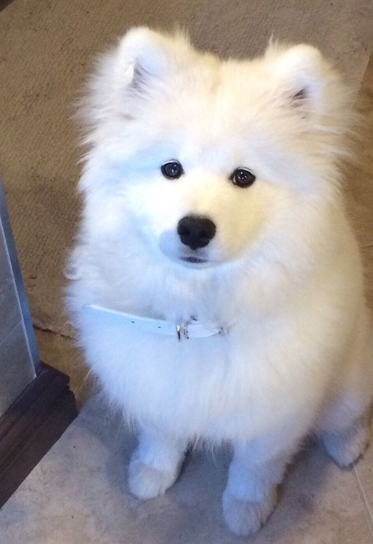 Японский шпиц и самоед