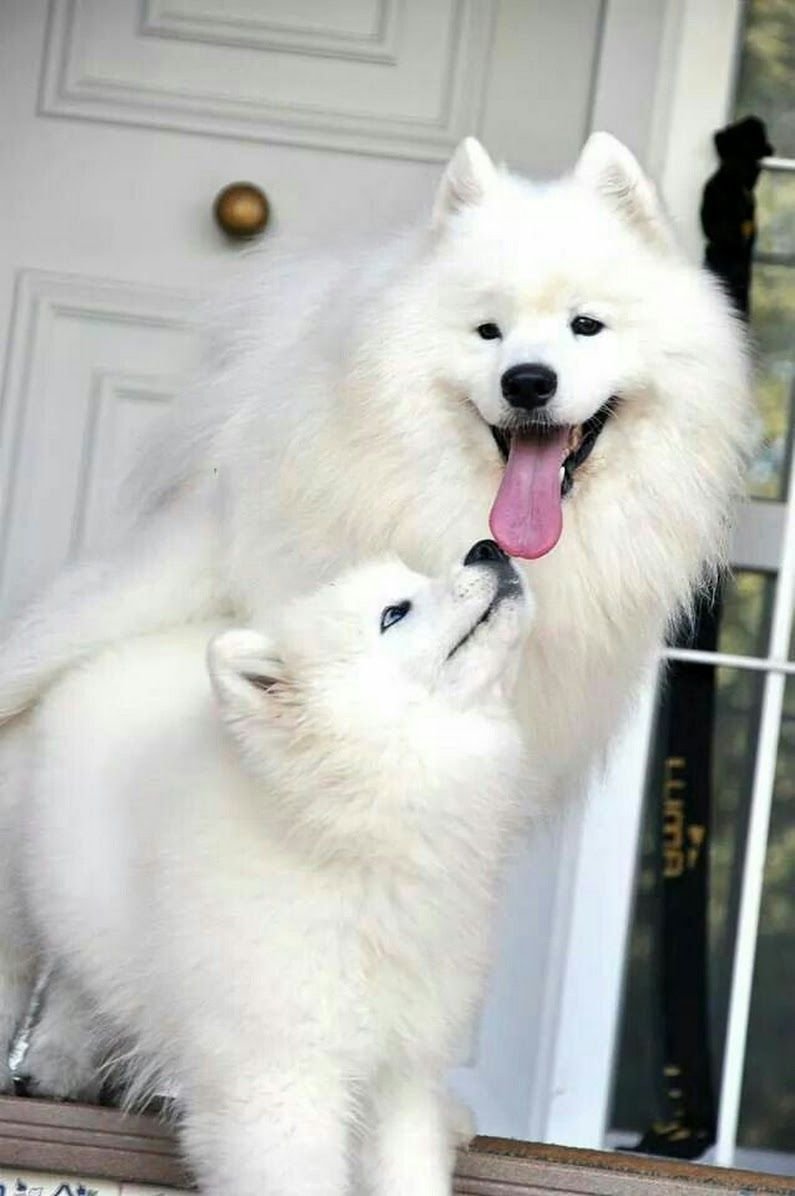 Японский шпиц и самоед