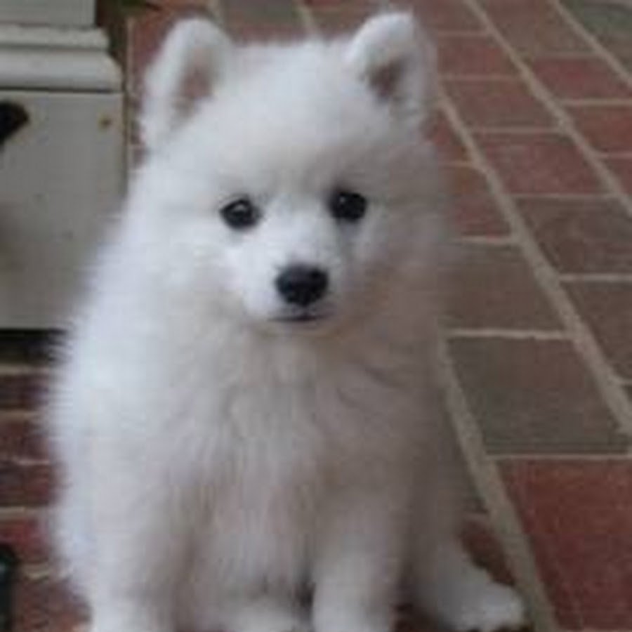 Лайка самоед