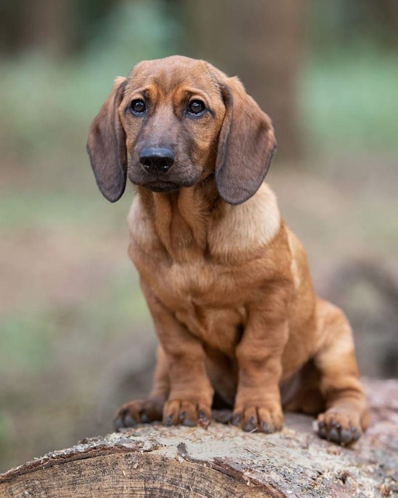 Альпийская таксообразная гончая