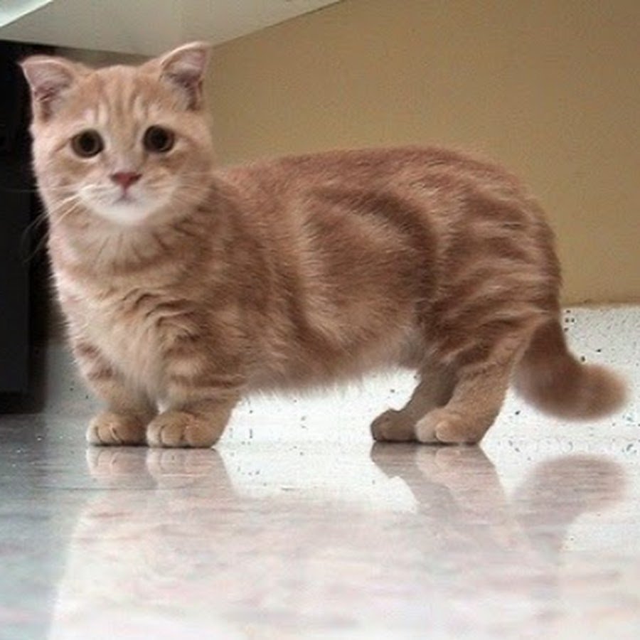 Манчкин кошка короткошерстная