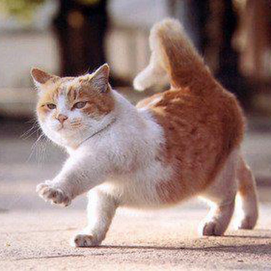 Коты Манчкин