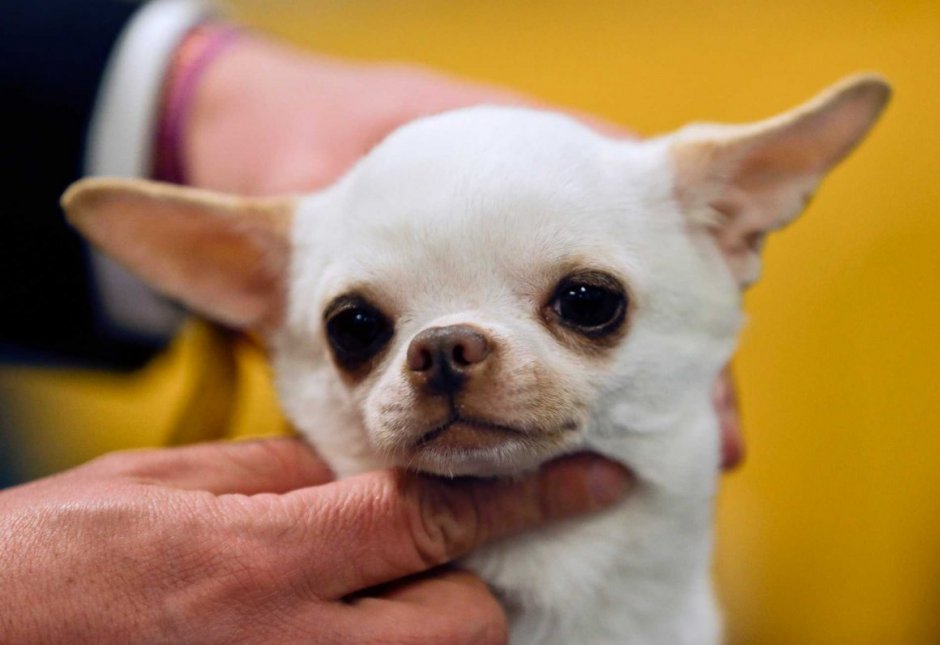 Чихуахуа Пучеглазик