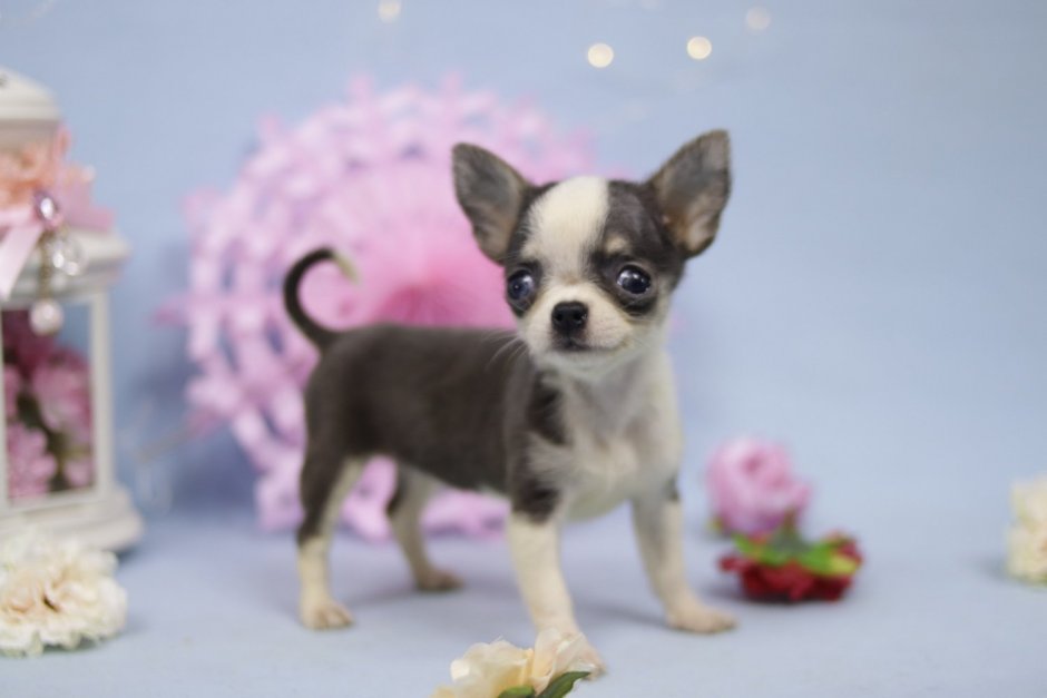 Мексиканская чихуахуа короткошерстные