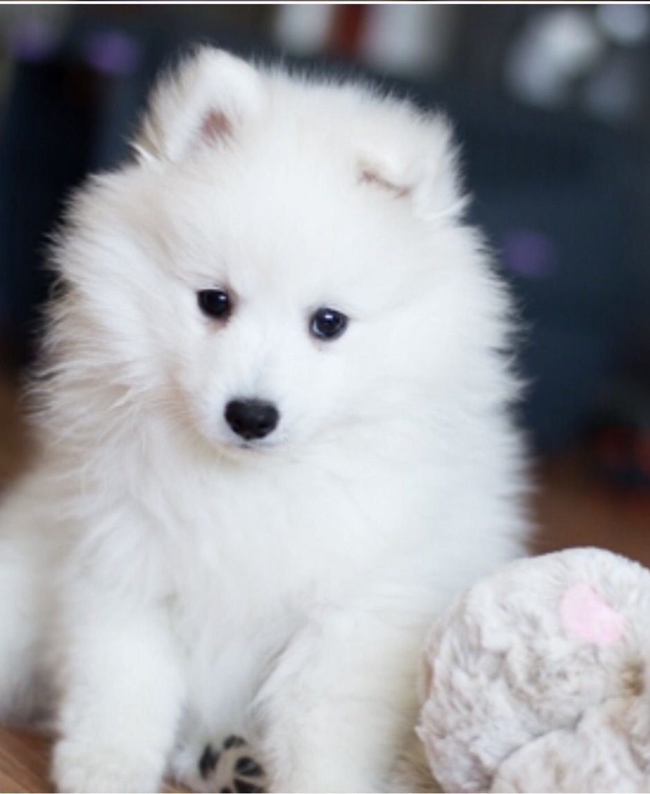 Японский шпиц и эскимосский шпиц