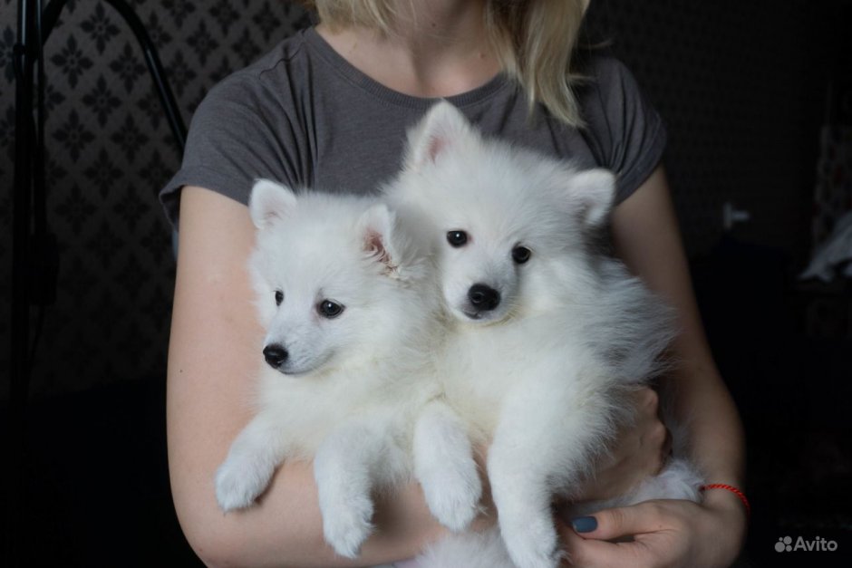 Метис корги и шпица черный