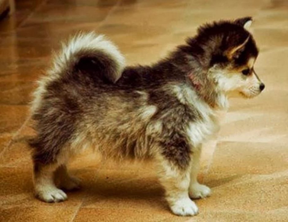 Щенок самоеда и ретривера