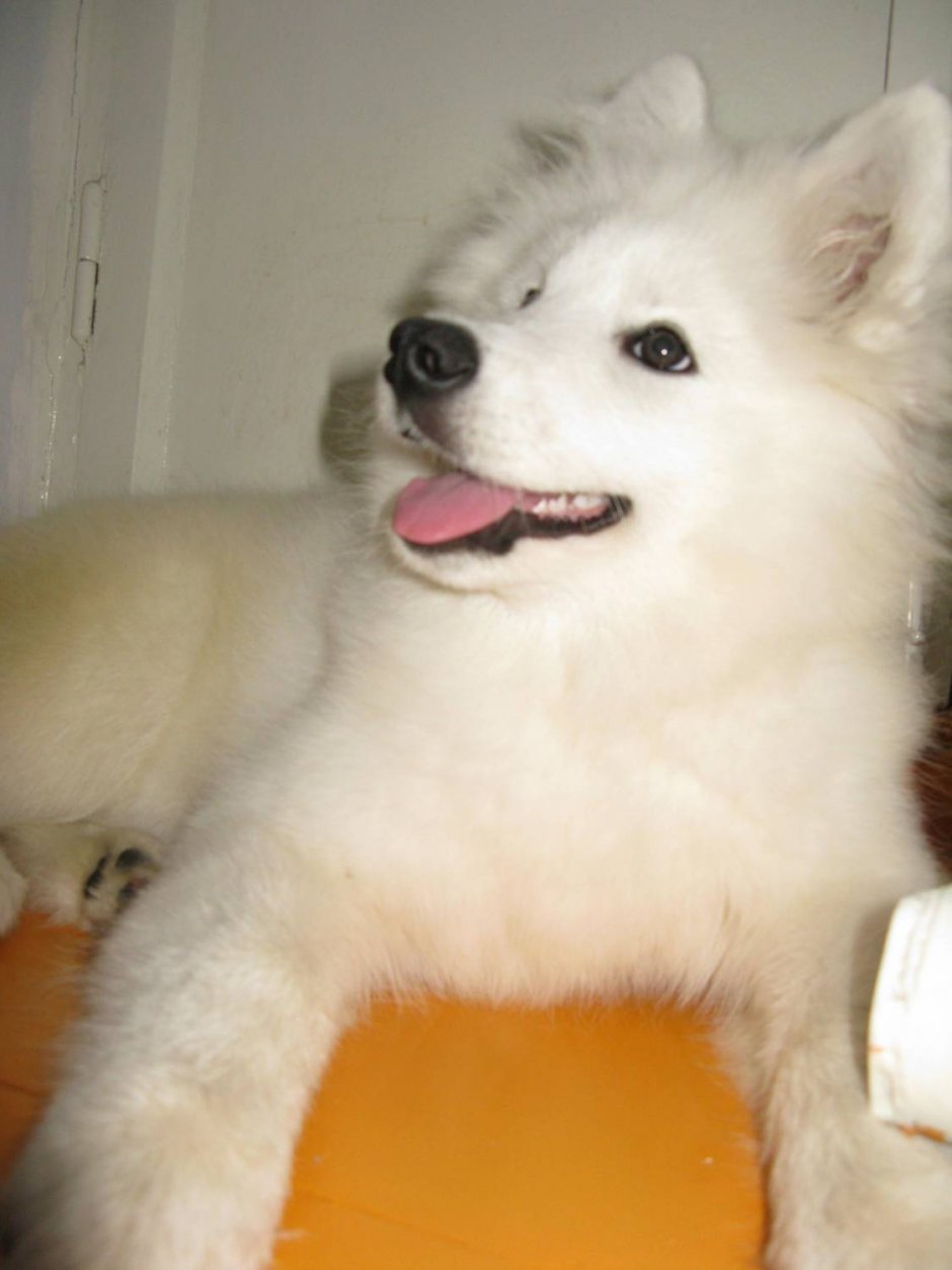 Акита ину и Самоедская лайка