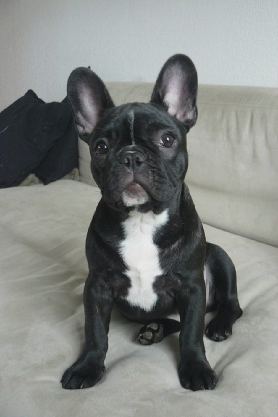 Стаф + фрацузкий бульдог смесь