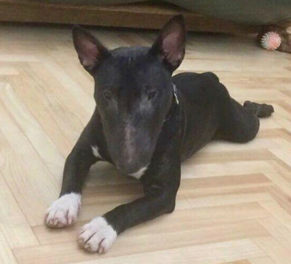 Смесь Цвергпинчер бультерьер