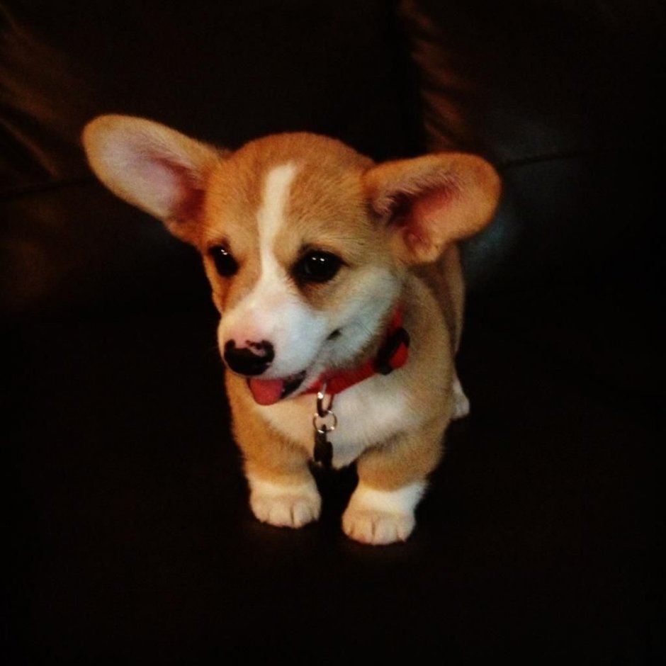 Маленькие породы собак с большими ушами