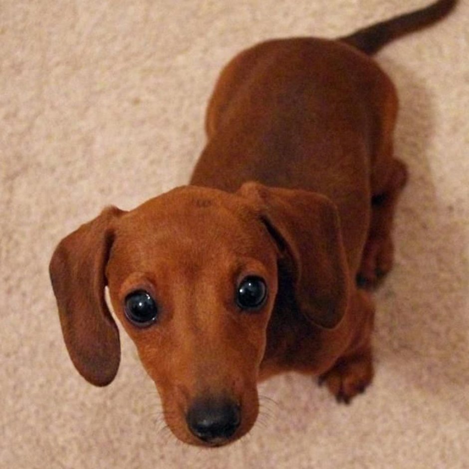 Рыжая такса щенок