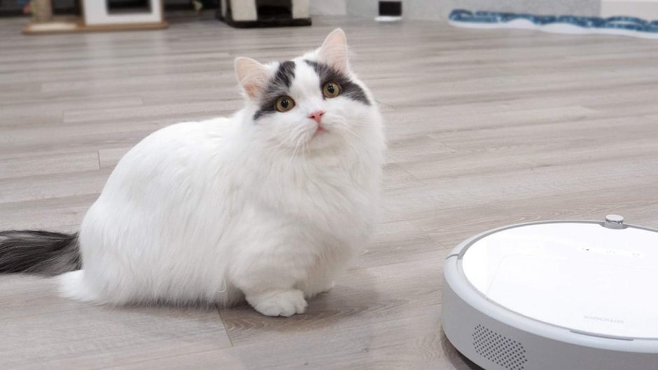 Манчкин белый