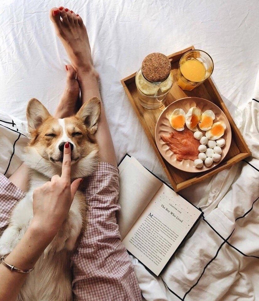 Утро животные