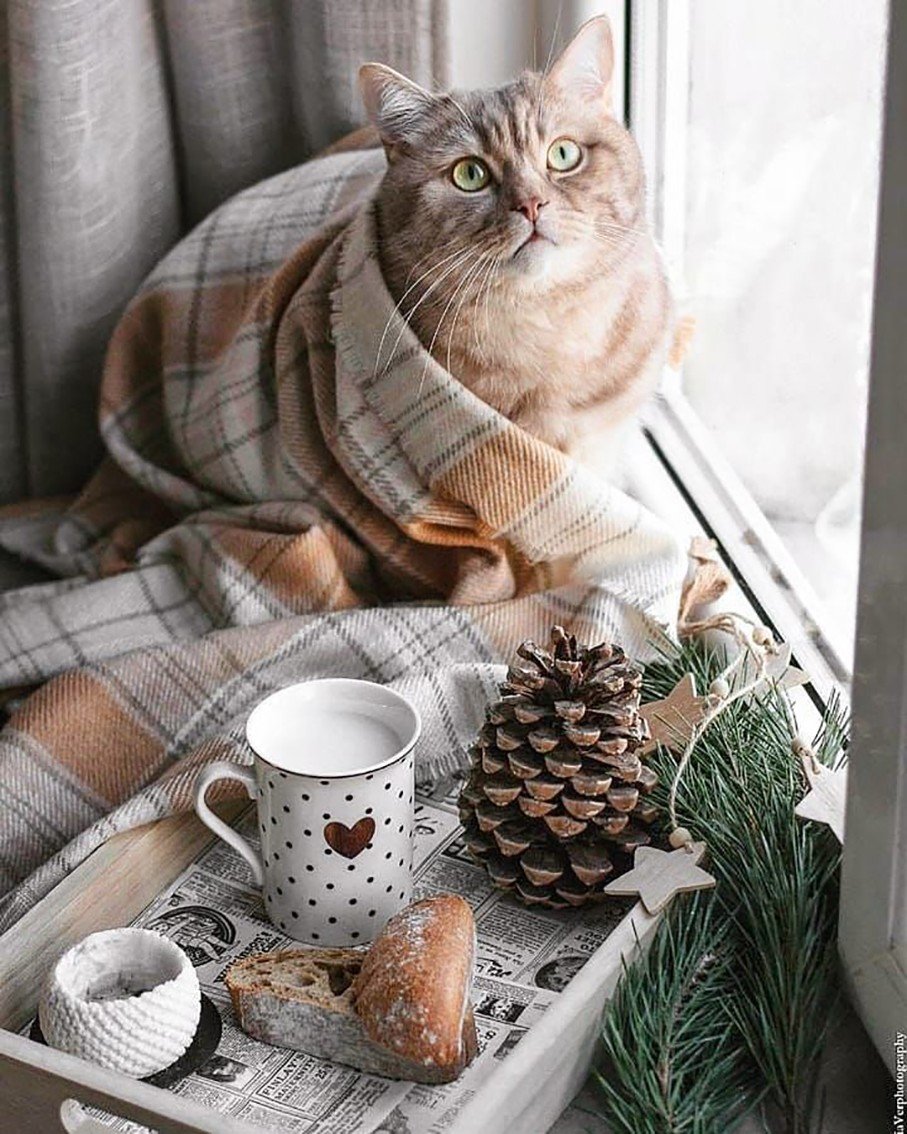 Животные осенью