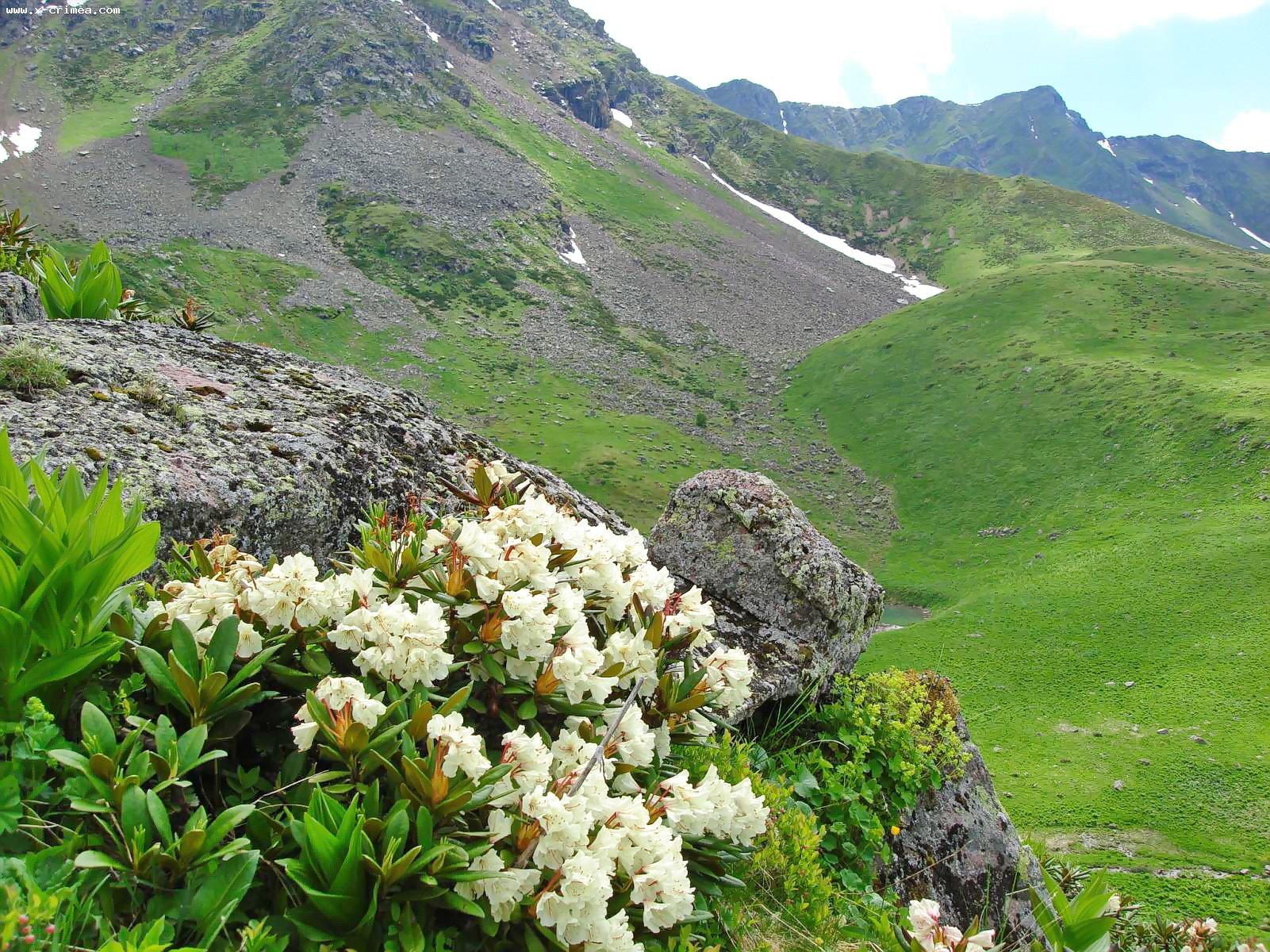 Растительный северного кавказа. Рододендрон Архыз. Рододендрон горный кавказский. Рододендрон кавказский высокогорный. Рододендрон чайный Архыз.