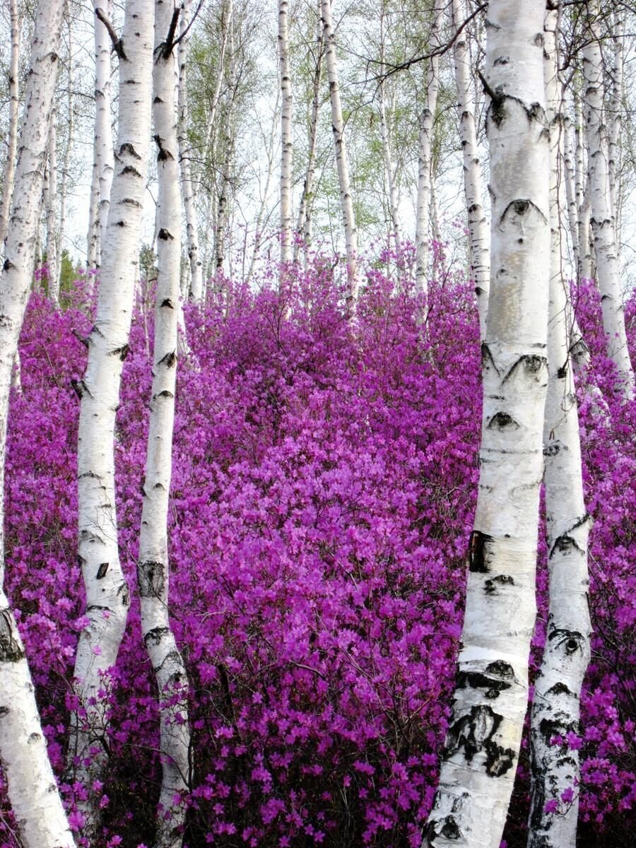 Багульник Сибирский