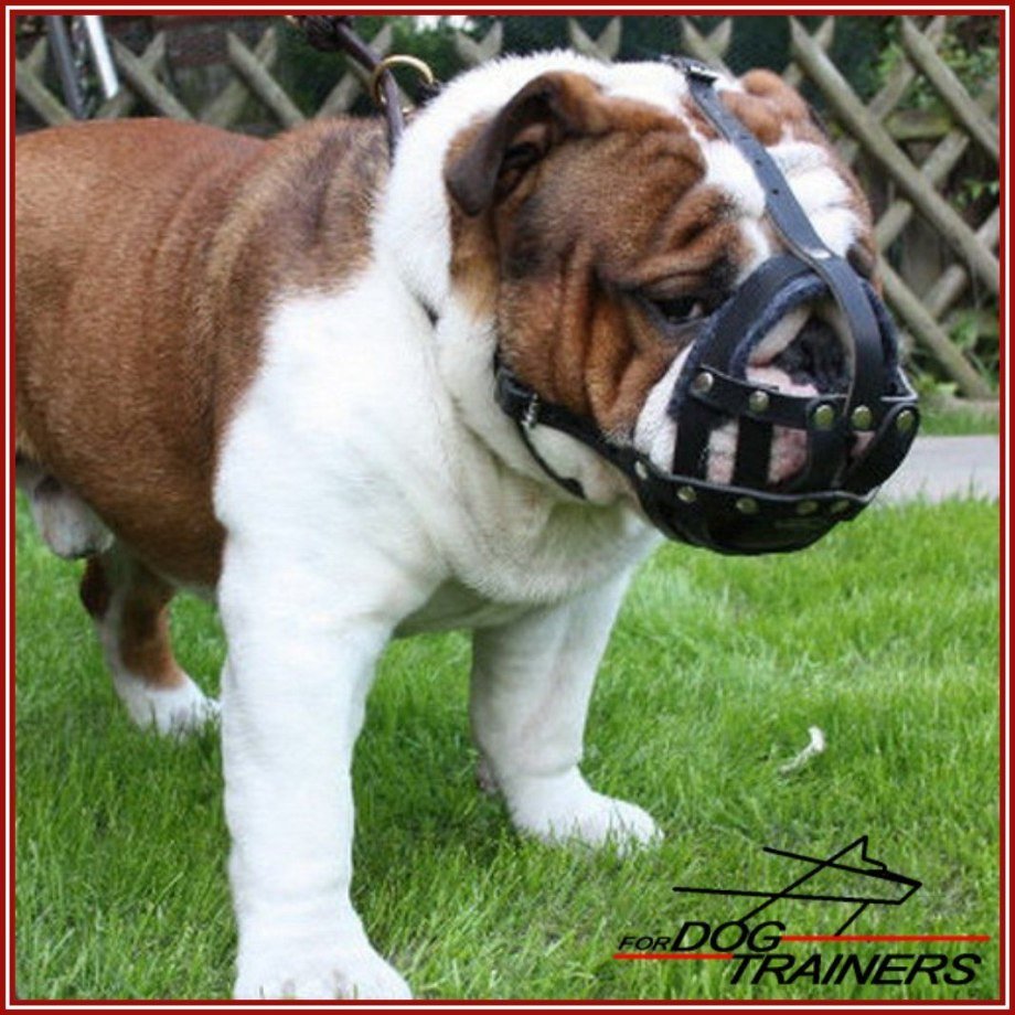 Намордник для американского булли