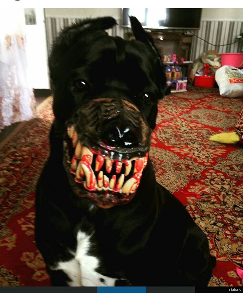 Ferplast намордник safe Boxer