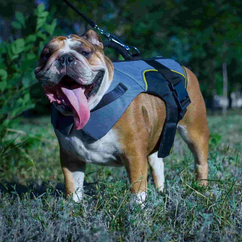 Намордник для американского булли