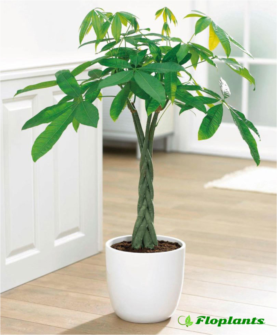 Фикус лировидный