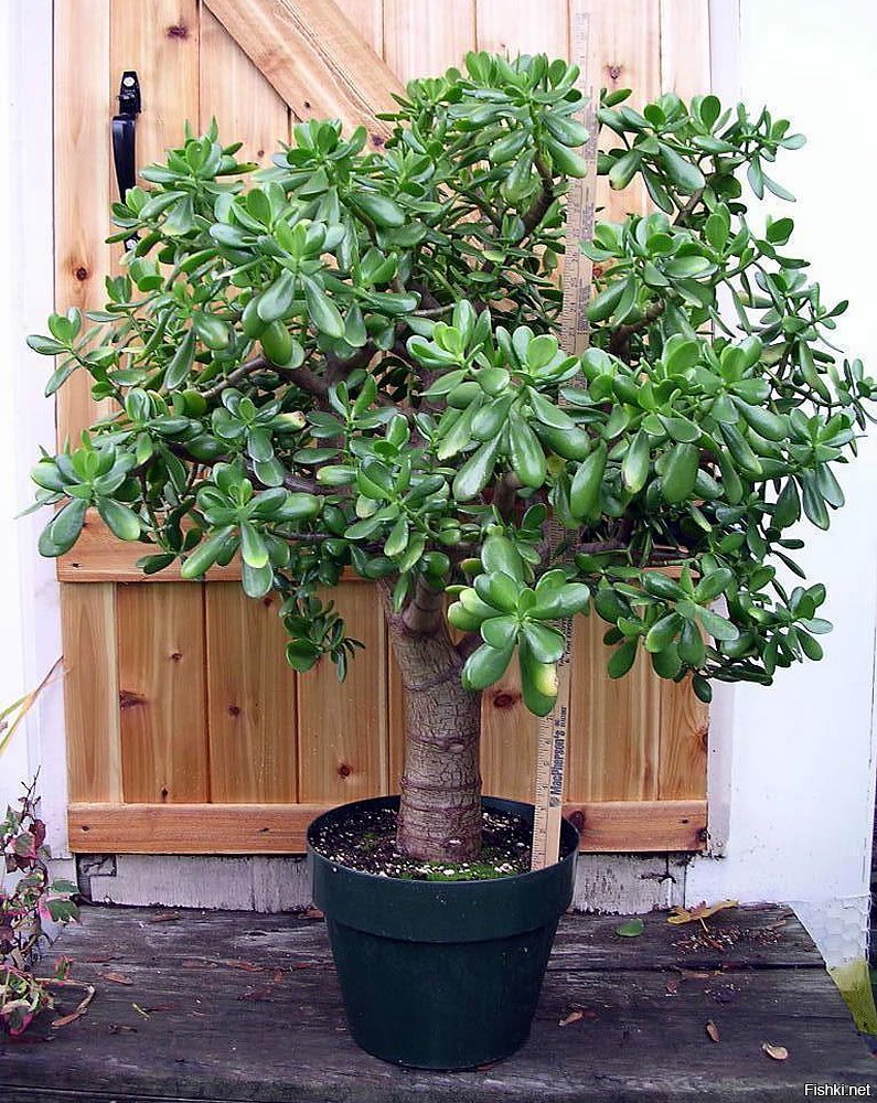 Фикус древовидный Бенджамина