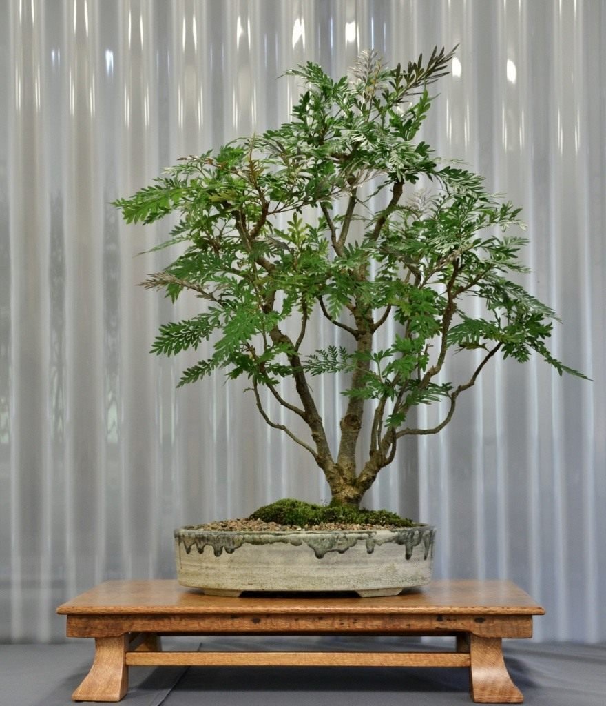 Ficus religiosa бонсай