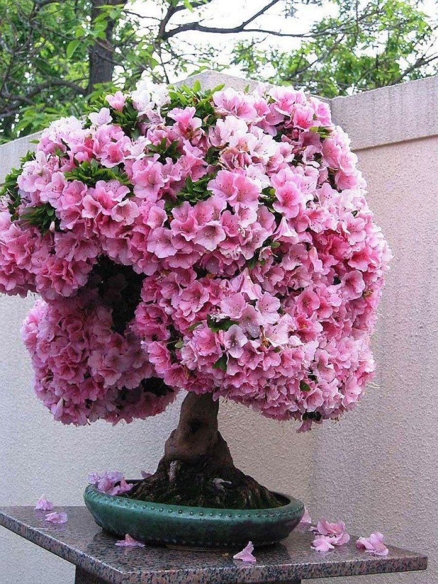 Пахира Акватика