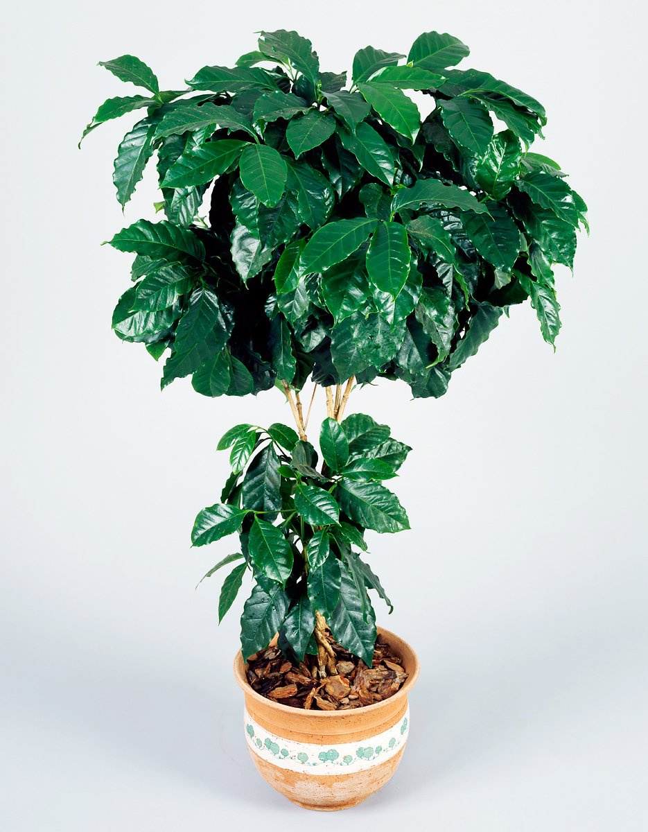 Фикус Бенджамина дерево