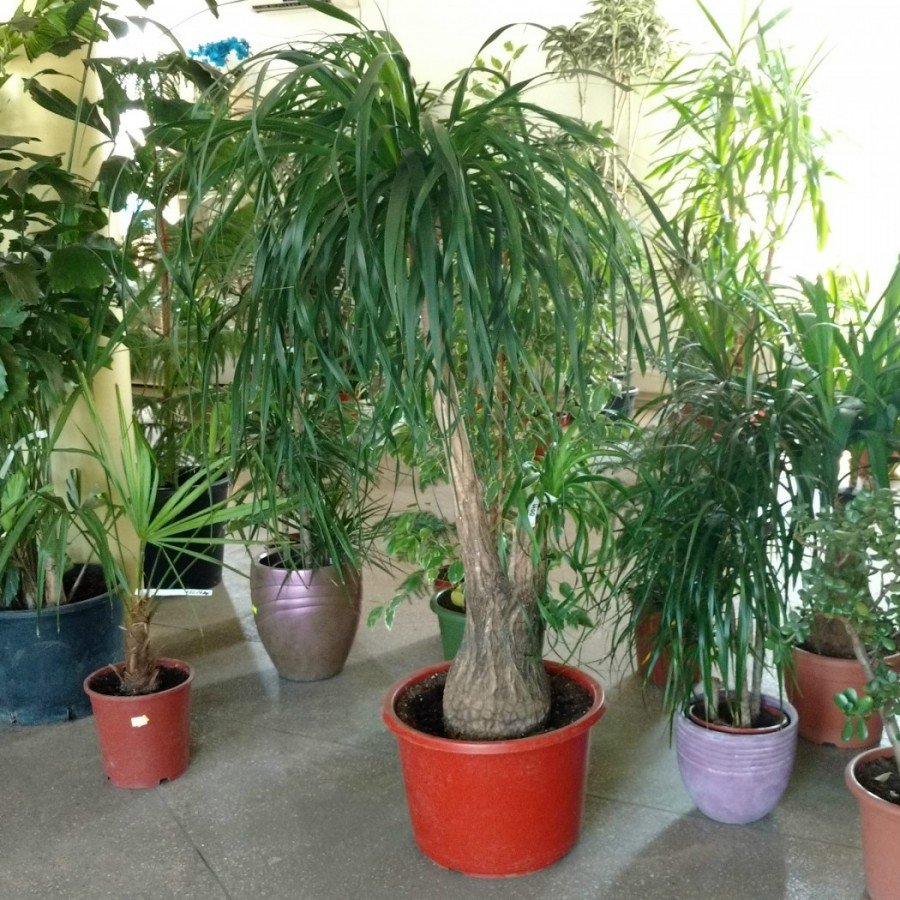 Крассула (денежное дерево)